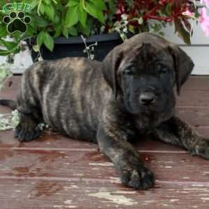 Reba, English Mastiff Puppy