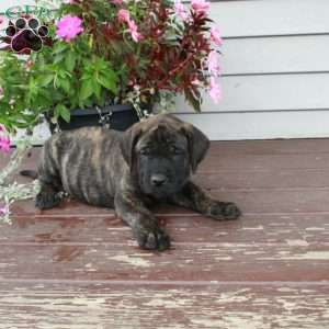 Reba, English Mastiff Puppy