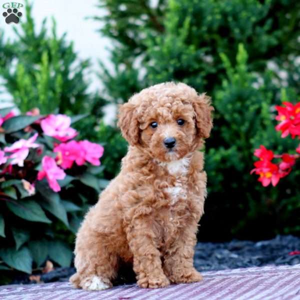 Reba, Miniature Poodle Puppy