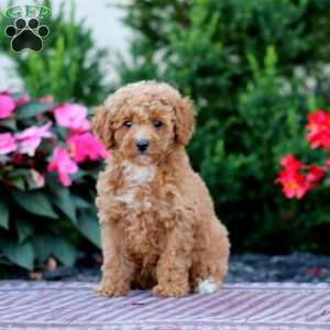 Reba, Miniature Poodle Puppy