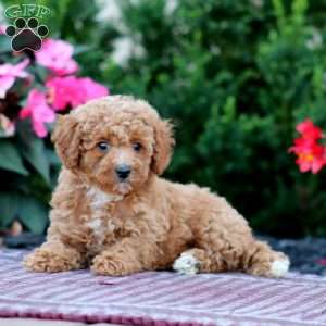 Reba, Miniature Poodle Puppy