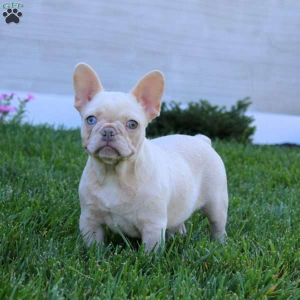Rebecca, French Bulldog Puppy