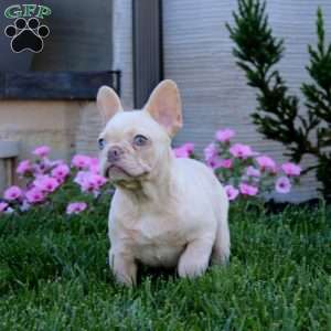 Rebecca, French Bulldog Puppy