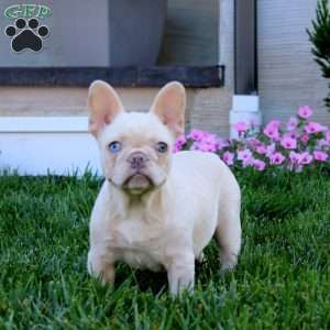 Rebecca, French Bulldog Puppy