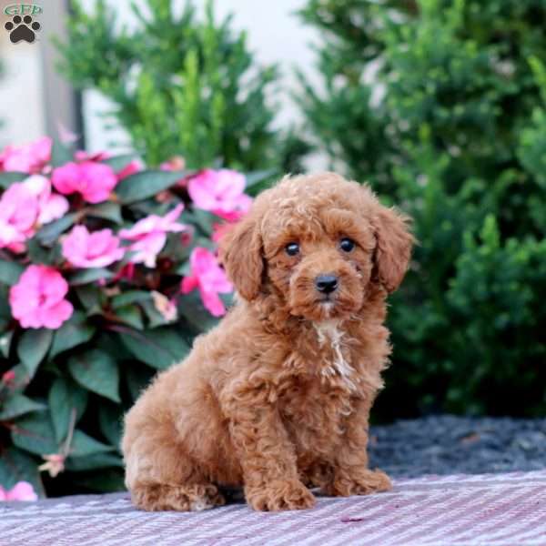 Reece, Miniature Poodle Puppy