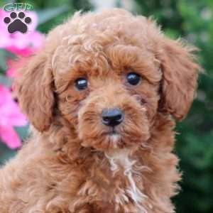 Reece, Miniature Poodle Puppy