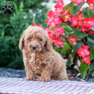 Reece, Miniature Poodle Puppy