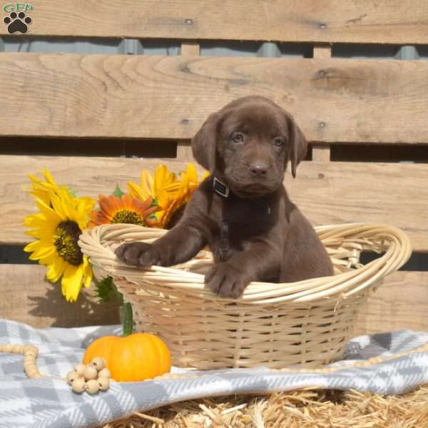Reese, Boxador Puppy