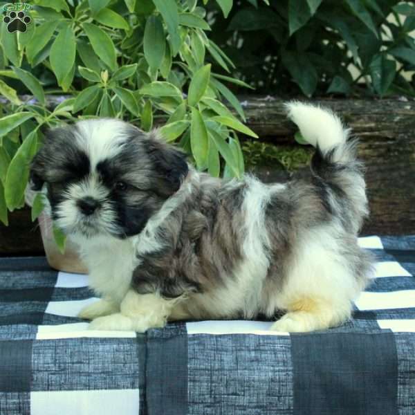 Reese, Shih Tzu Puppy