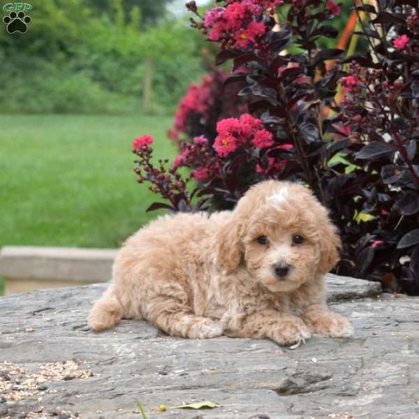 Reese, Bich-Poo Puppy
