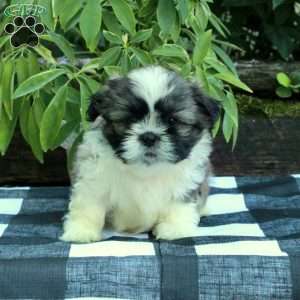 Reese, Shih Tzu Puppy