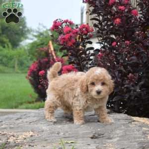 Reese, Bich-Poo Puppy