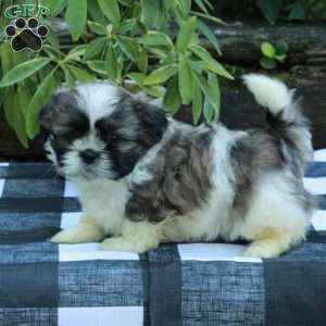 Reese, Shih Tzu Puppy