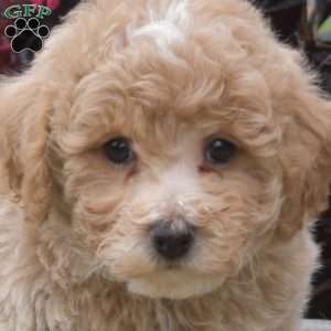 Reese, Bich-Poo Puppy