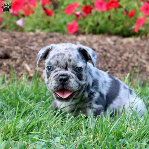 Regan, French Bulldog Puppy
