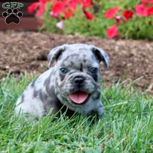 Regan, French Bulldog Puppy