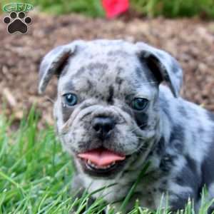 Regan, French Bulldog Puppy