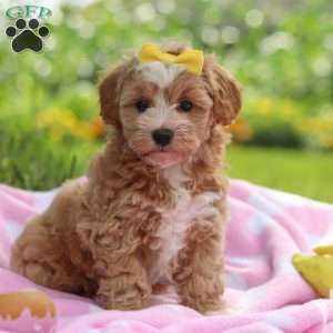Remi, Havapoo Puppy