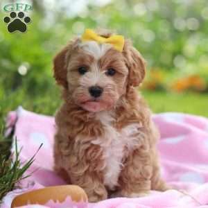 Remi, Havapoo Puppy