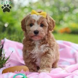 Remi, Havapoo Puppy