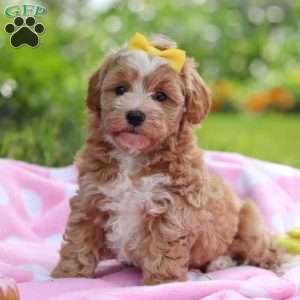 Remi, Havapoo Puppy