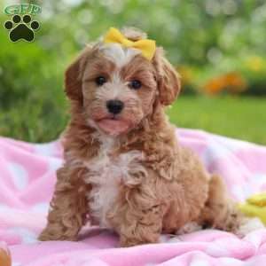 Remi, Havapoo Puppy
