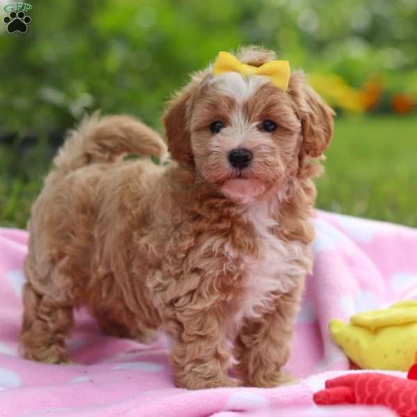 Remi, Havapoo Puppy