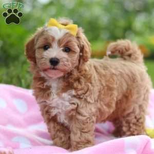 Remi, Havapoo Puppy