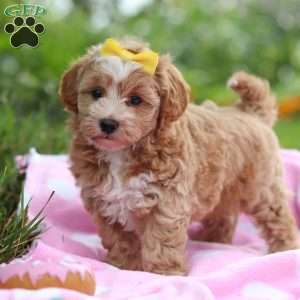 Remi, Havapoo Puppy