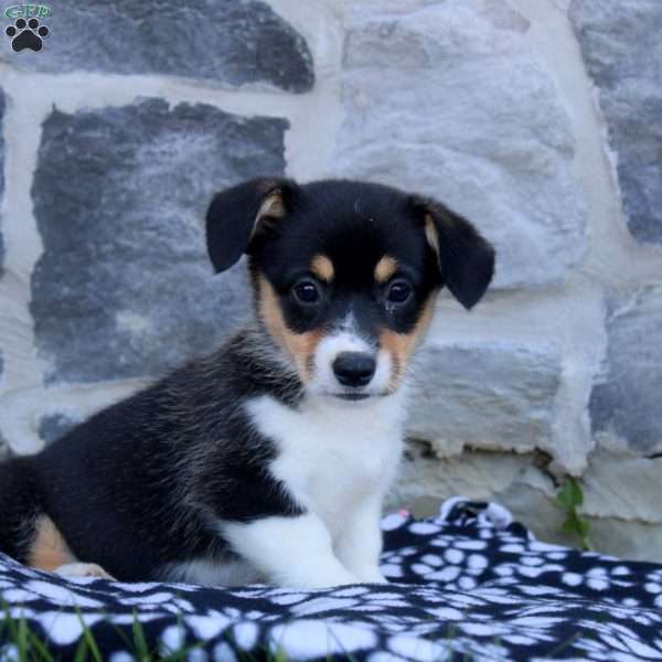 Remi, Pembroke Welsh Corgi Puppy