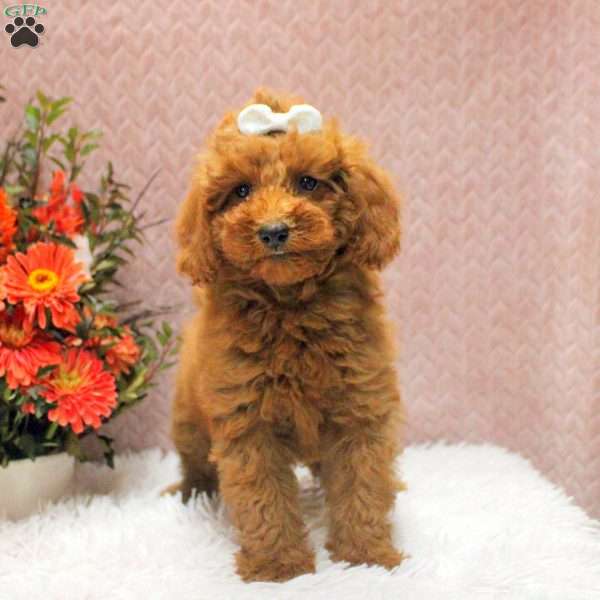 Remi, Miniature Poodle Puppy