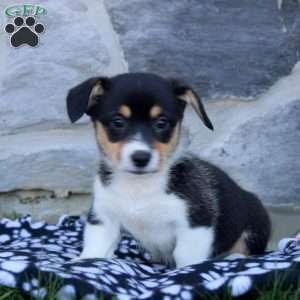 Remi, Pembroke Welsh Corgi Puppy