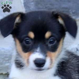 Remi, Pembroke Welsh Corgi Puppy
