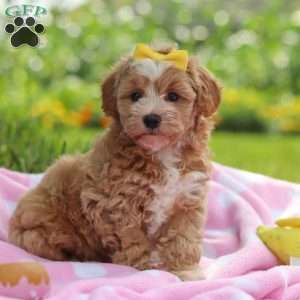 Remi, Havapoo Puppy