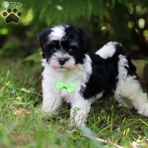 Rex, Havanese Puppy