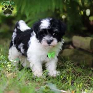 Rex, Havanese Puppy