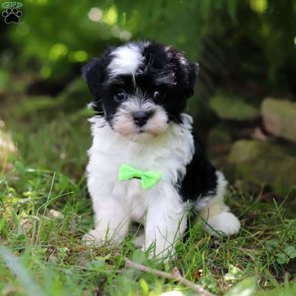 Rex, Havanese Puppy