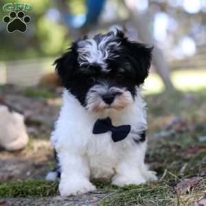 Rex, Havanese Puppy