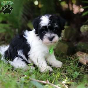 Rex, Havanese Puppy