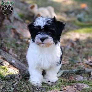 Rex, Havanese Puppy