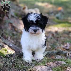 Rex, Havanese Puppy