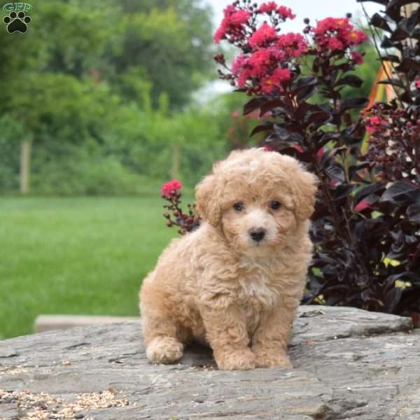 Rex, Bich-Poo Puppy