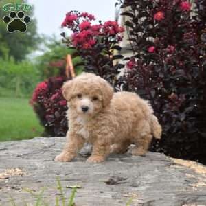Rex, Bich-Poo Puppy