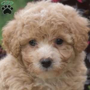 Rex, Bich-Poo Puppy