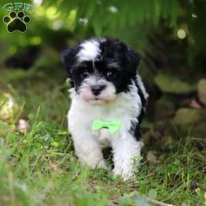 Rex, Havanese Puppy