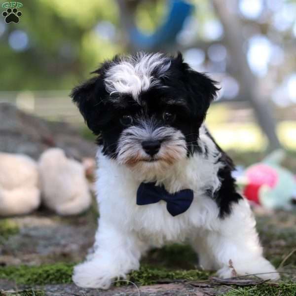 Rex, Havanese Puppy