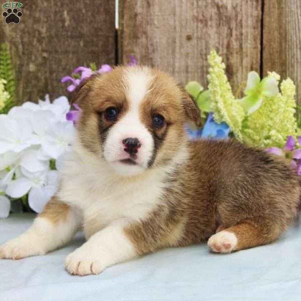 Shiloh, Pembroke Welsh Corgi Puppy