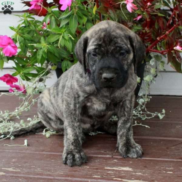 Rhonda, English Mastiff Puppy