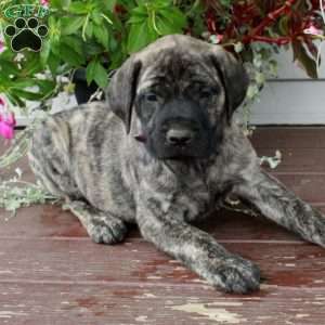 Rhonda, English Mastiff Puppy