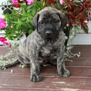 Rhonda, English Mastiff Puppy